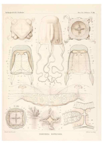 Reproducción/Reproduction 37096197435: Report on the scientific results of the voyage of H.M.S. Challenger during the years 1873-76 under the command of Captain George S. Nares .... Edinburgh :Neill,1880-1895.