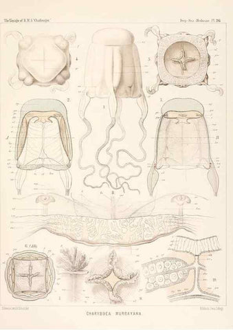 Reproducción/Reproduction 37096197435: Report on the scientific results of the voyage of H.M.S. Challenger during the years 1873-76 under the command of Captain George S. Nares .... Edinburgh :Neill,1880-1895.