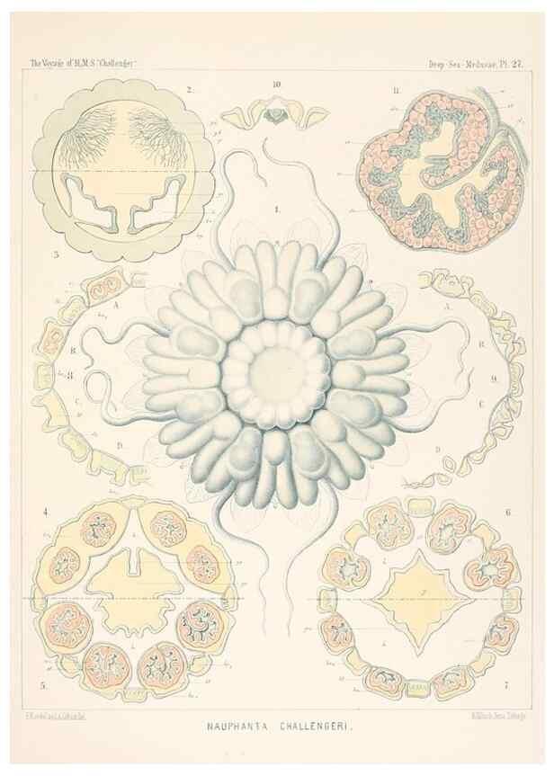 Reproducción/Reproduction 37096198615: Report on the scientific results of the voyage of H.M.S. Challenger during the years 1873-76 under the command of Captain George S. Nares .... Edinburgh :Neill,1880-1895.