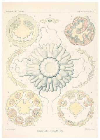 Reproducción/Reproduction 37096198615: Report on the scientific results of the voyage of H.M.S. Challenger during the years 1873-76 under the command of Captain George S. Nares .... Edinburgh :Neill,1880-1895.