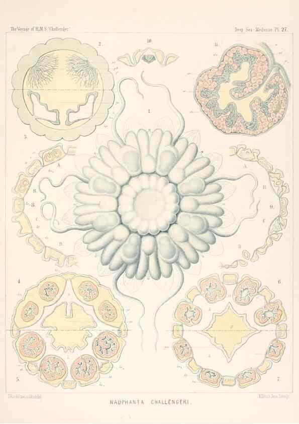 Reproducción/Reproduction 37096198615: Report on the scientific results of the voyage of H.M.S. Challenger during the years 1873-76 under the command of Captain George S. Nares .... Edinburgh :Neill,1880-1895.