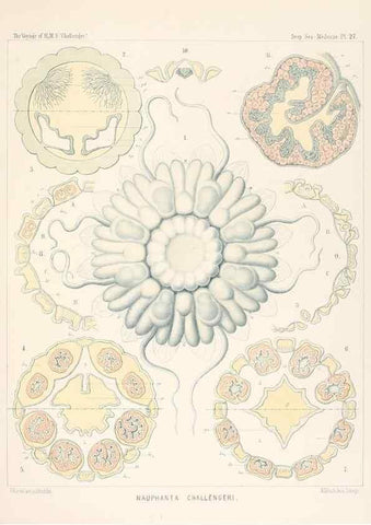 Reproducción/Reproduction 37096198615: Report on the scientific results of the voyage of H.M.S. Challenger during the years 1873-76 under the command of Captain George S. Nares .... Edinburgh :Neill,1880-1895.
