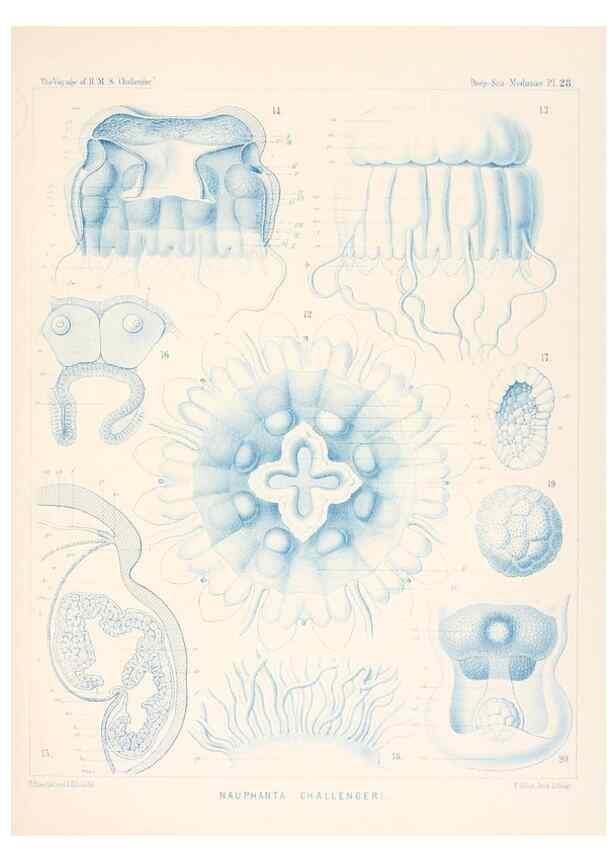 Reproducción/Reproduction 37096200425: Report on the scientific results of the voyage of H.M.S. Challenger during the years 1873-76 under the command of Captain George S. Nares .... Edinburgh :Neill,1880-1895.