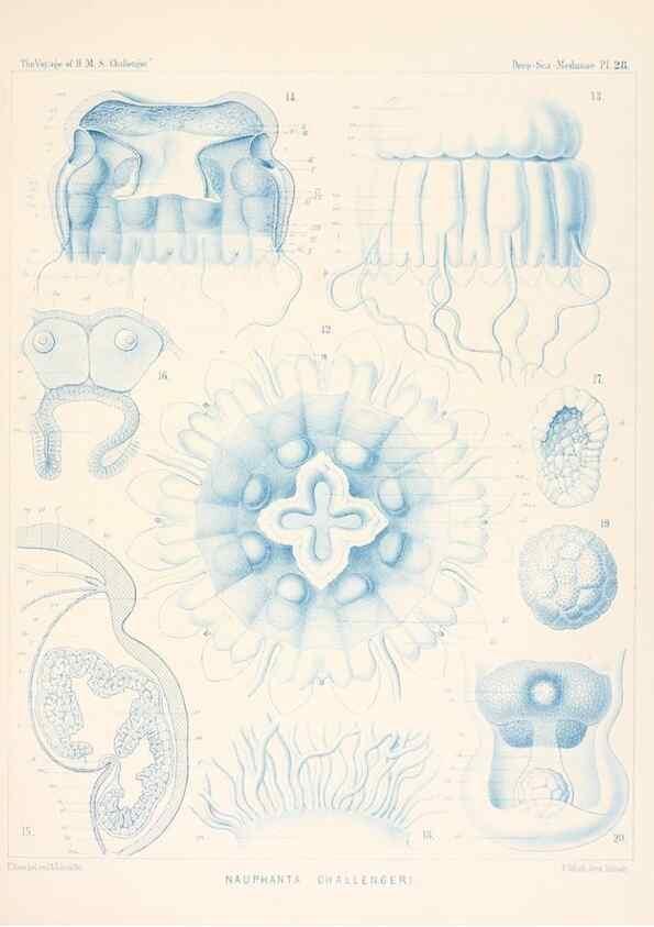 Reproducción/Reproduction 37096200425: Report on the scientific results of the voyage of H.M.S. Challenger during the years 1873-76 under the command of Captain George S. Nares .... Edinburgh :Neill,1880-1895.