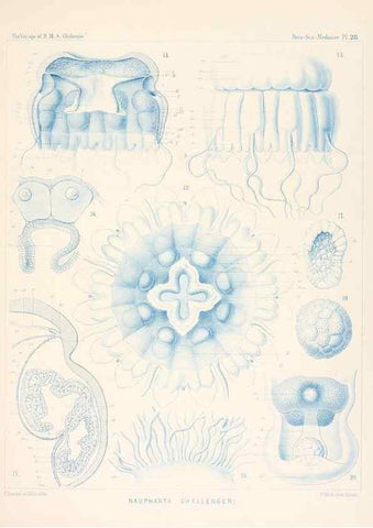 Reproducción/Reproduction 37096200425: Report on the scientific results of the voyage of H.M.S. Challenger during the years 1873-76 under the command of Captain George S. Nares .... Edinburgh :Neill,1880-1895.