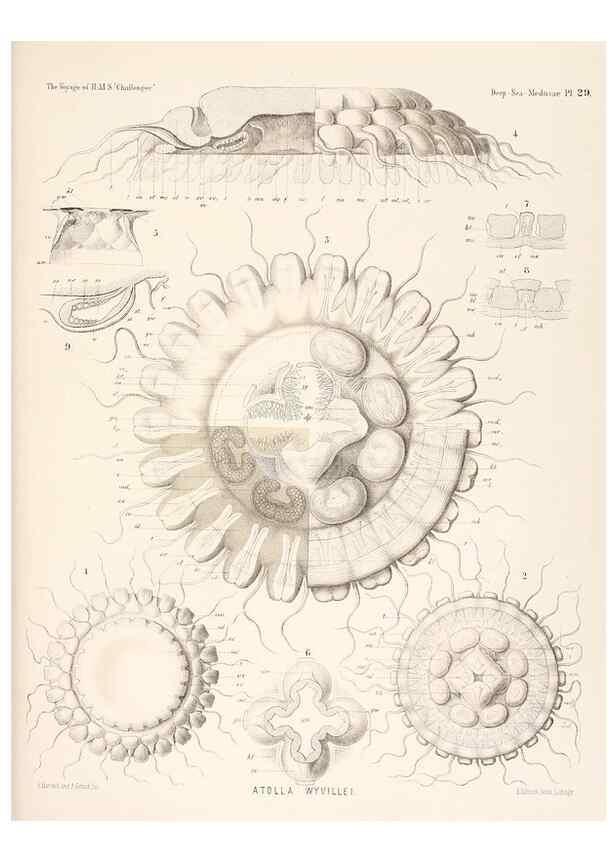 Reproducción/Reproduction 37096201645: Report on the scientific results of the voyage of H.M.S. Challenger during the years 1873-76 under the command of Captain George S. Nares .... Edinburgh :Neill,1880-1895.