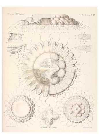 Reproducción/Reproduction 37096201645: Report on the scientific results of the voyage of H.M.S. Challenger during the years 1873-76 under the command of Captain George S. Nares .... Edinburgh :Neill,1880-1895.