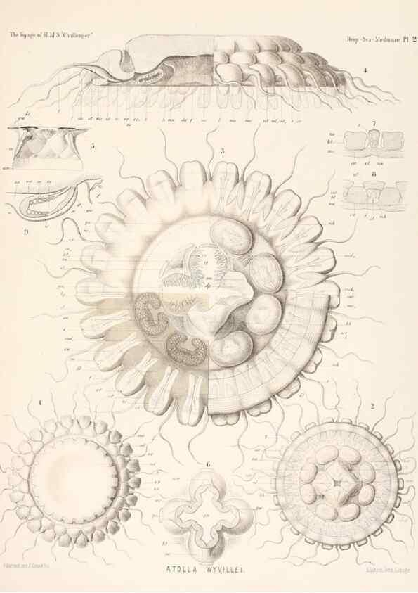 Reproducción/Reproduction 37096201645: Report on the scientific results of the voyage of H.M.S. Challenger during the years 1873-76 under the command of Captain George S. Nares .... Edinburgh :Neill,1880-1895.
