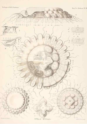 Reproducción/Reproduction 37096201645: Report on the scientific results of the voyage of H.M.S. Challenger during the years 1873-76 under the command of Captain George S. Nares .... Edinburgh :Neill,1880-1895.
