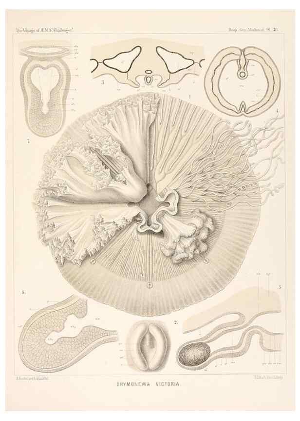 Reproducción/Reproduction 37096202905: Report on the scientific results of the voyage of H.M.S. Challenger during the years 1873-76 under the command of Captain George S. Nares .... Edinburgh :Neill,1880-1895.