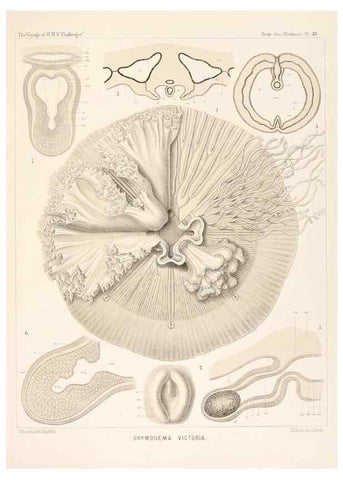 Reproducción/Reproduction 37096202905: Report on the scientific results of the voyage of H.M.S. Challenger during the years 1873-76 under the command of Captain George S. Nares .... Edinburgh :Neill,1880-1895.