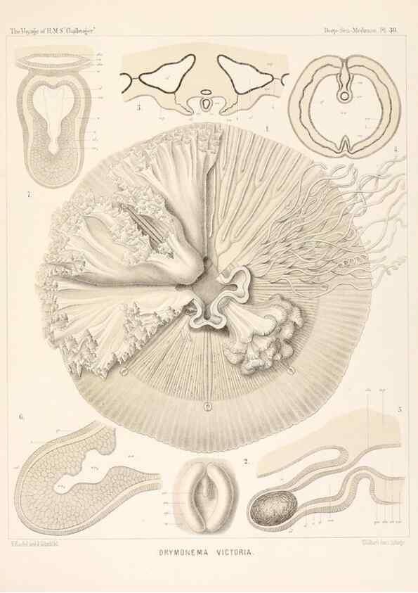Reproducción/Reproduction 37096202905: Report on the scientific results of the voyage of H.M.S. Challenger during the years 1873-76 under the command of Captain George S. Nares .... Edinburgh :Neill,1880-1895.