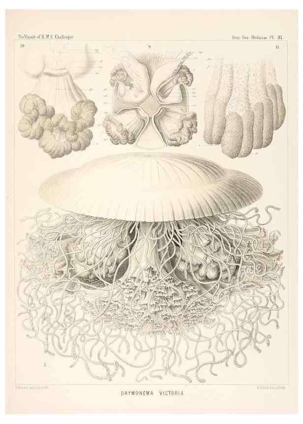 Reproducción/Reproduction 37096204125: Report on the scientific results of the voyage of H.M.S. Challenger during the years 1873-76 under the command of Captain George S. Nares .... Edinburgh :Neill,1880-1895.