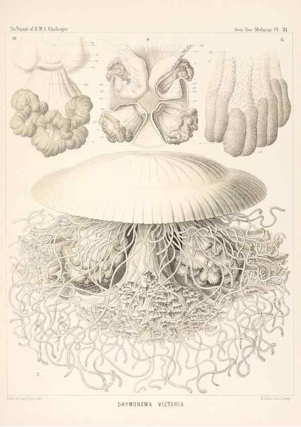 Reproducción/Reproduction 37096204125: Report on the scientific results of the voyage of H.M.S. Challenger during the years 1873-76 under the command of Captain George S. Nares .... Edinburgh :Neill,1880-1895.