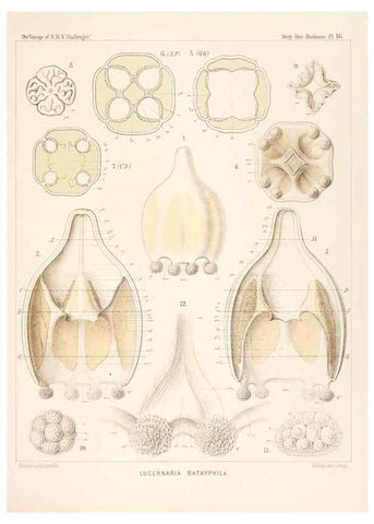 Reproducción/Reproduction 36283318283: Report on the scientific results of the voyage of H.M.S. Challenger during the years 1873-76 under the command of Captain George S. Nares .... Edinburgh :Neill,1880-1895.