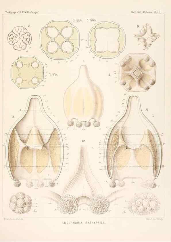 Reproducción/Reproduction 36283318283: Report on the scientific results of the voyage of H.M.S. Challenger during the years 1873-76 under the command of Captain George S. Nares .... Edinburgh :Neill,1880-1895.