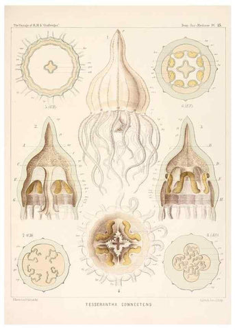 Reproducción/Reproduction 36283317673: Report on the scientific results of the voyage of H.M.S. Challenger during the years 1873-76 under the command of Captain George S. Nares .... Edinburgh :Neill,1880-1895.