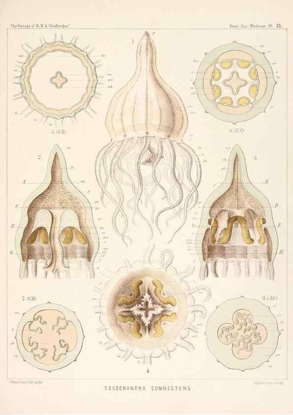 Reproducción/Reproduction 36283317673: Report on the scientific results of the voyage of H.M.S. Challenger during the years 1873-76 under the command of Captain George S. Nares .... Edinburgh :Neill,1880-1895.
