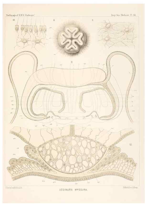 Reproducción/Reproduction 37096177045: Report on the scientific results of the voyage of H.M.S. Challenger during the years 1873-76 under the command of Captain George S. Nares .... Edinburgh :Neill,1880-1895.