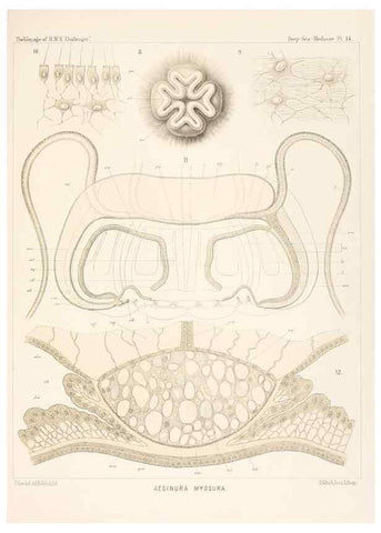 Reproducción/Reproduction 37096177045: Report on the scientific results of the voyage of H.M.S. Challenger during the years 1873-76 under the command of Captain George S. Nares .... Edinburgh :Neill,1880-1895.