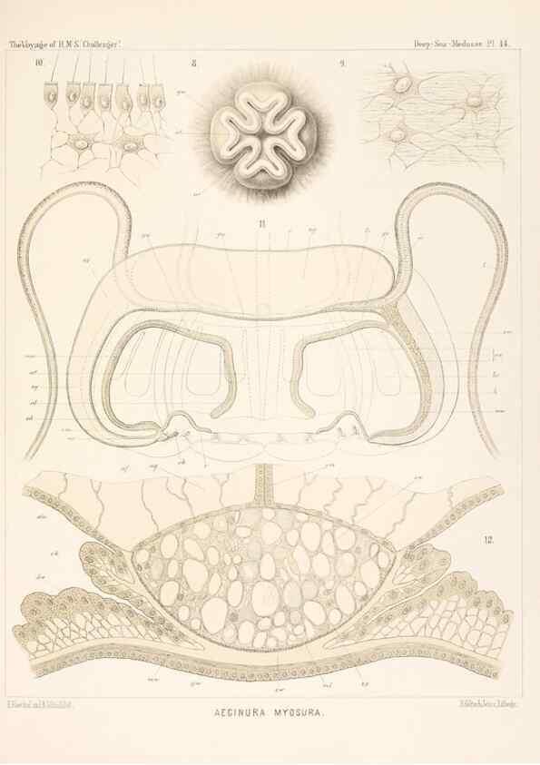 Reproducción/Reproduction 37096177045: Report on the scientific results of the voyage of H.M.S. Challenger during the years 1873-76 under the command of Captain George S. Nares .... Edinburgh :Neill,1880-1895.