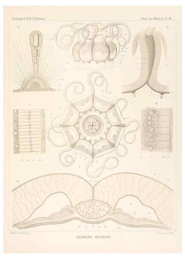Reproducción/Reproduction 37096175735: Report on the scientific results of the voyage of H.M.S. Challenger during the years 1873-76 under the command of Captain George S. Nares .... Edinburgh :Neill,1880-1895.