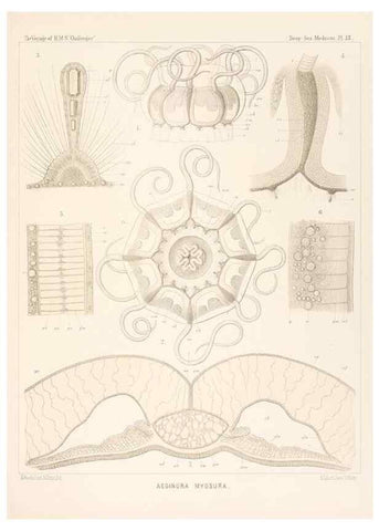 Reproducción/Reproduction 37096175735: Report on the scientific results of the voyage of H.M.S. Challenger during the years 1873-76 under the command of Captain George S. Nares .... Edinburgh :Neill,1880-1895.