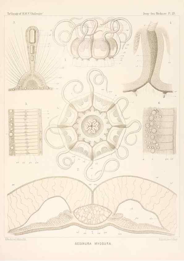 Reproducción/Reproduction 37096175735: Report on the scientific results of the voyage of H.M.S. Challenger during the years 1873-76 under the command of Captain George S. Nares .... Edinburgh :Neill,1880-1895.