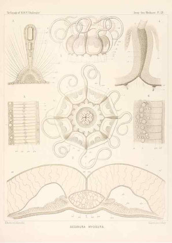 Reproducción/Reproduction 37096175735: Report on the scientific results of the voyage of H.M.S. Challenger during the years 1873-76 under the command of Captain George S. Nares .... Edinburgh :Neill,1880-1895.