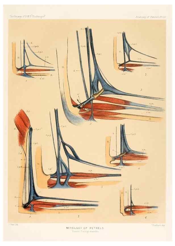 Reproducción/Reproduction 36283298323: Report on the scientific results of the voyage of H.M.S. Challenger during the years 1873-76 under the command of Captain George S. Nares .... Edinburgh :Neill,1880-1895.