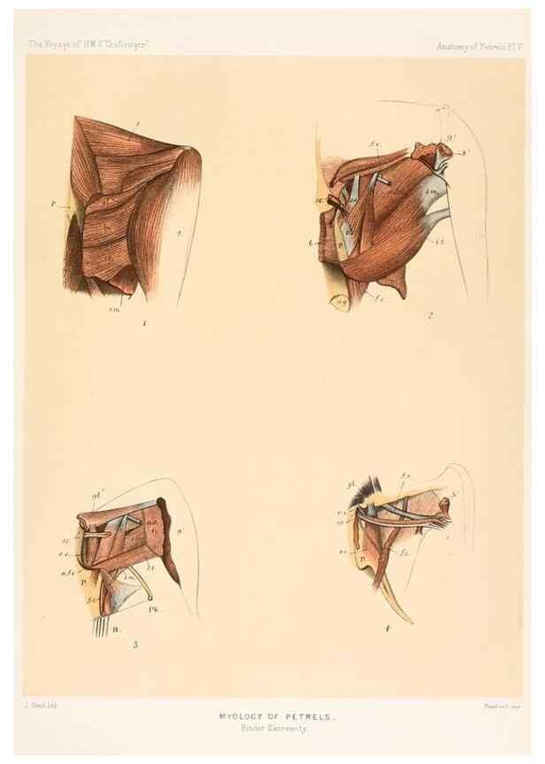 Reproducción/Reproduction 36283299143: Report on the scientific results of the voyage of H.M.S. Challenger during the years 1873-76 under the command of Captain George S. Nares .... Edinburgh :Neill,1880-1895.