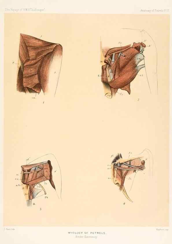 Reproducción/Reproduction 36283299143: Report on the scientific results of the voyage of H.M.S. Challenger during the years 1873-76 under the command of Captain George S. Nares .... Edinburgh :Neill,1880-1895.