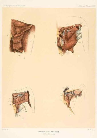 Reproducción/Reproduction 36283299143: Report on the scientific results of the voyage of H.M.S. Challenger during the years 1873-76 under the command of Captain George S. Nares .... Edinburgh :Neill,1880-1895.