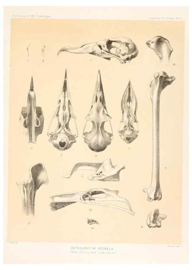 Reproducción/Reproduction 36283299773: Report on the scientific results of the voyage of H.M.S. Challenger during the years 1873-76 under the command of Captain George S. Nares .... Edinburgh :Neill,1880-1895.