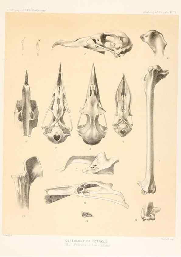 Reproducción/Reproduction 36283299773: Report on the scientific results of the voyage of H.M.S. Challenger during the years 1873-76 under the command of Captain George S. Nares .... Edinburgh :Neill,1880-1895.