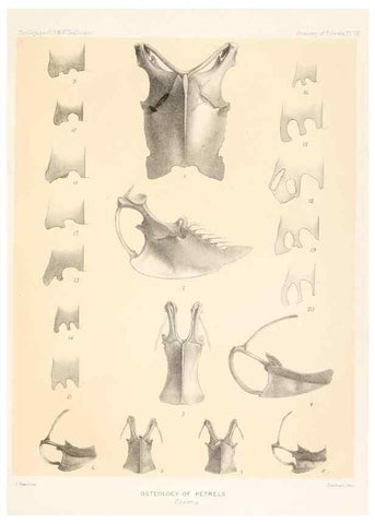 Reproducción/Reproduction 36283300353: Report on the scientific results of the voyage of H.M.S. Challenger during the years 1873-76 under the command of Captain George S. Nares .... Edinburgh :Neill,1880-1895.