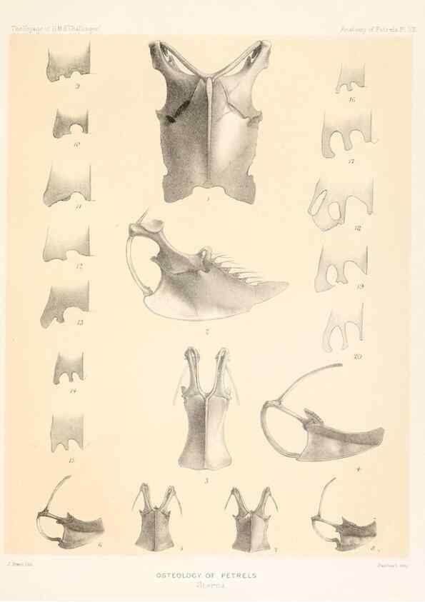 Reproducción/Reproduction 36283300353: Report on the scientific results of the voyage of H.M.S. Challenger during the years 1873-76 under the command of Captain George S. Nares .... Edinburgh :Neill,1880-1895.