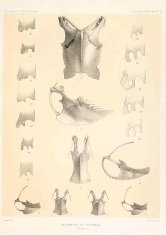Reproducción/Reproduction 36283300353: Report on the scientific results of the voyage of H.M.S. Challenger during the years 1873-76 under the command of Captain George S. Nares .... Edinburgh :Neill,1880-1895.