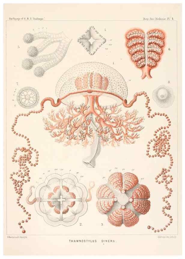 Reproducción/Reproduction 36283301533: Report on the scientific results of the voyage of H.M.S. Challenger during the years 1873-76 under the command of Captain George S. Nares .... Edinburgh :Neill,1880-1895.