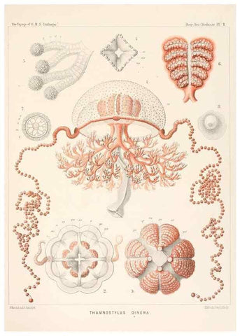 Reproducción/Reproduction 36283301533: Report on the scientific results of the voyage of H.M.S. Challenger during the years 1873-76 under the command of Captain George S. Nares .... Edinburgh :Neill,1880-1895.