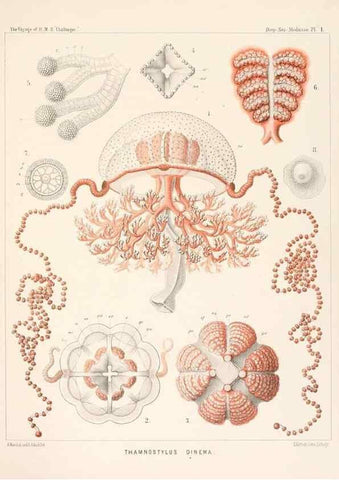 Reproducción/Reproduction 36283301533: Report on the scientific results of the voyage of H.M.S. Challenger during the years 1873-76 under the command of Captain George S. Nares .... Edinburgh :Neill,1880-1895.
