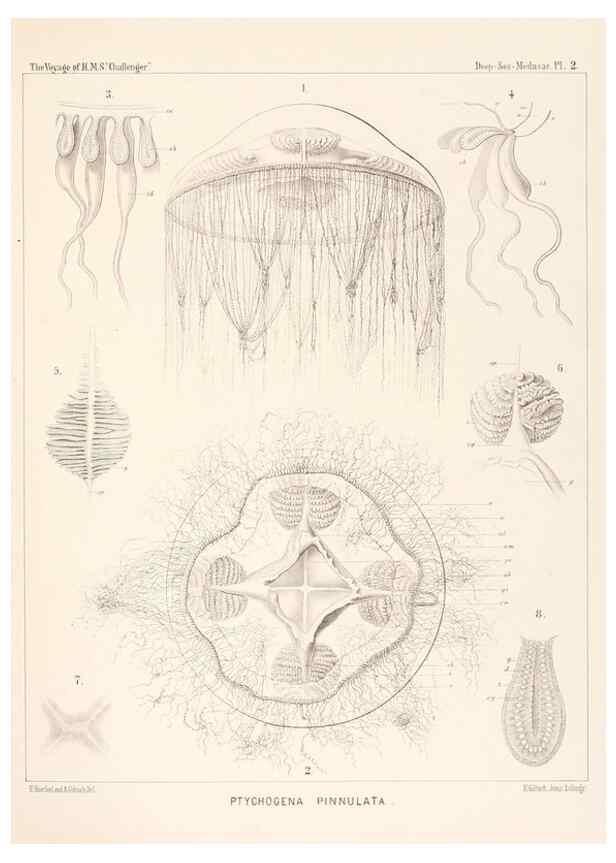 Reproducción/Reproduction 36283302253: Report on the scientific results of the voyage of H.M.S. Challenger during the years 1873-76 under the command of Captain George S. Nares .... Edinburgh :Neill,1880-1895.