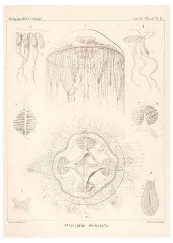 Reproducción/Reproduction 36283302253: Report on the scientific results of the voyage of H.M.S. Challenger during the years 1873-76 under the command of Captain George S. Nares .... Edinburgh :Neill,1880-1895.