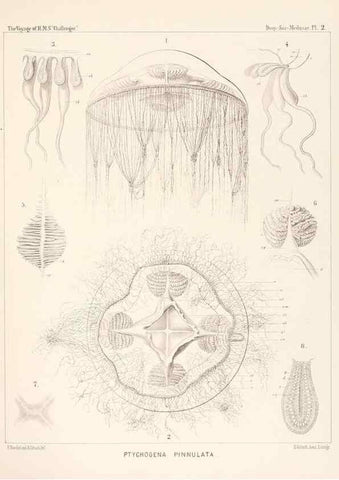 Reproducción/Reproduction 36283302253: Report on the scientific results of the voyage of H.M.S. Challenger during the years 1873-76 under the command of Captain George S. Nares .... Edinburgh :Neill,1880-1895.