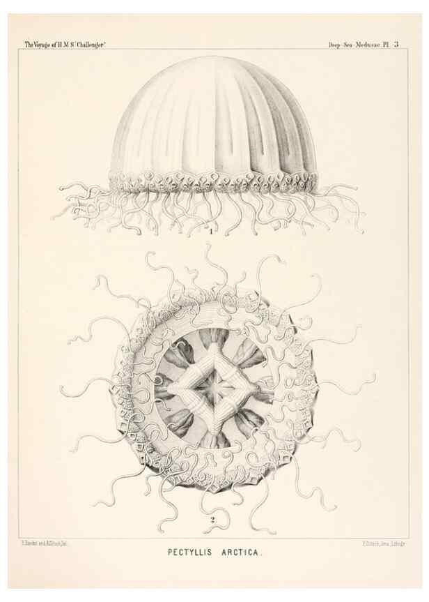 Reproducción/Reproduction 36283302973: Report on the scientific results of the voyage of H.M.S. Challenger during the years 1873-76 under the command of Captain George S. Nares .... Edinburgh :Neill,1880-1895.