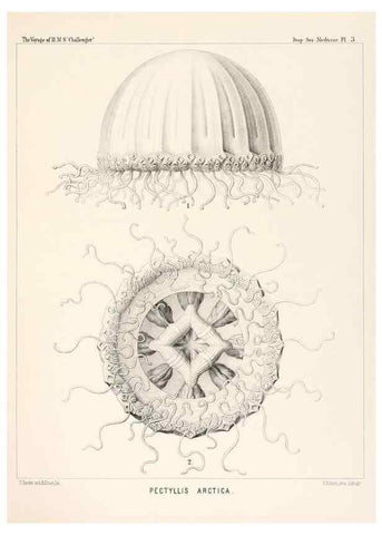 Reproducción/Reproduction 36283302973: Report on the scientific results of the voyage of H.M.S. Challenger during the years 1873-76 under the command of Captain George S. Nares .... Edinburgh :Neill,1880-1895.