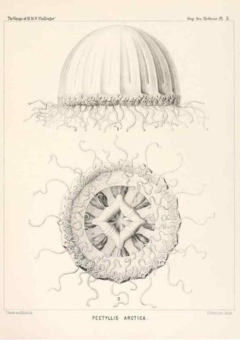 Reproducción/Reproduction 36283302973: Report on the scientific results of the voyage of H.M.S. Challenger during the years 1873-76 under the command of Captain George S. Nares .... Edinburgh :Neill,1880-1895.