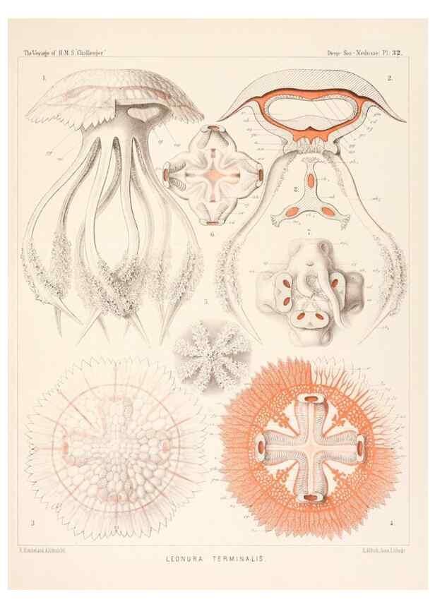 Reproducción/Reproduction 37096206005: Report on the scientific results of the voyage of H.M.S. Challenger during the years 1873-76 under the command of Captain George S. Nares .... Edinburgh :Neill,1880-1895.