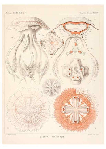 Reproducción/Reproduction 37096206005: Report on the scientific results of the voyage of H.M.S. Challenger during the years 1873-76 under the command of Captain George S. Nares .... Edinburgh :Neill,1880-1895.