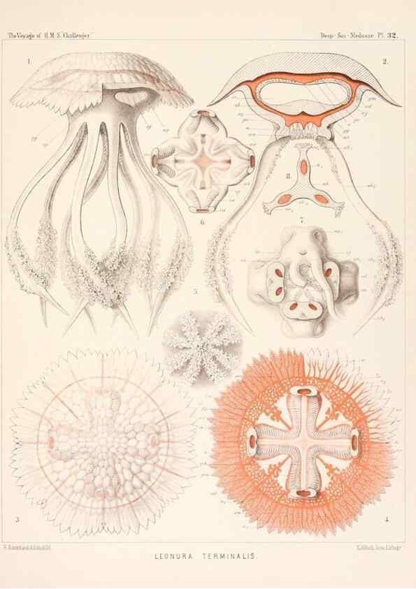 Reproducción/Reproduction 37096206005: Report on the scientific results of the voyage of H.M.S. Challenger during the years 1873-76 under the command of Captain George S. Nares .... Edinburgh :Neill,1880-1895.